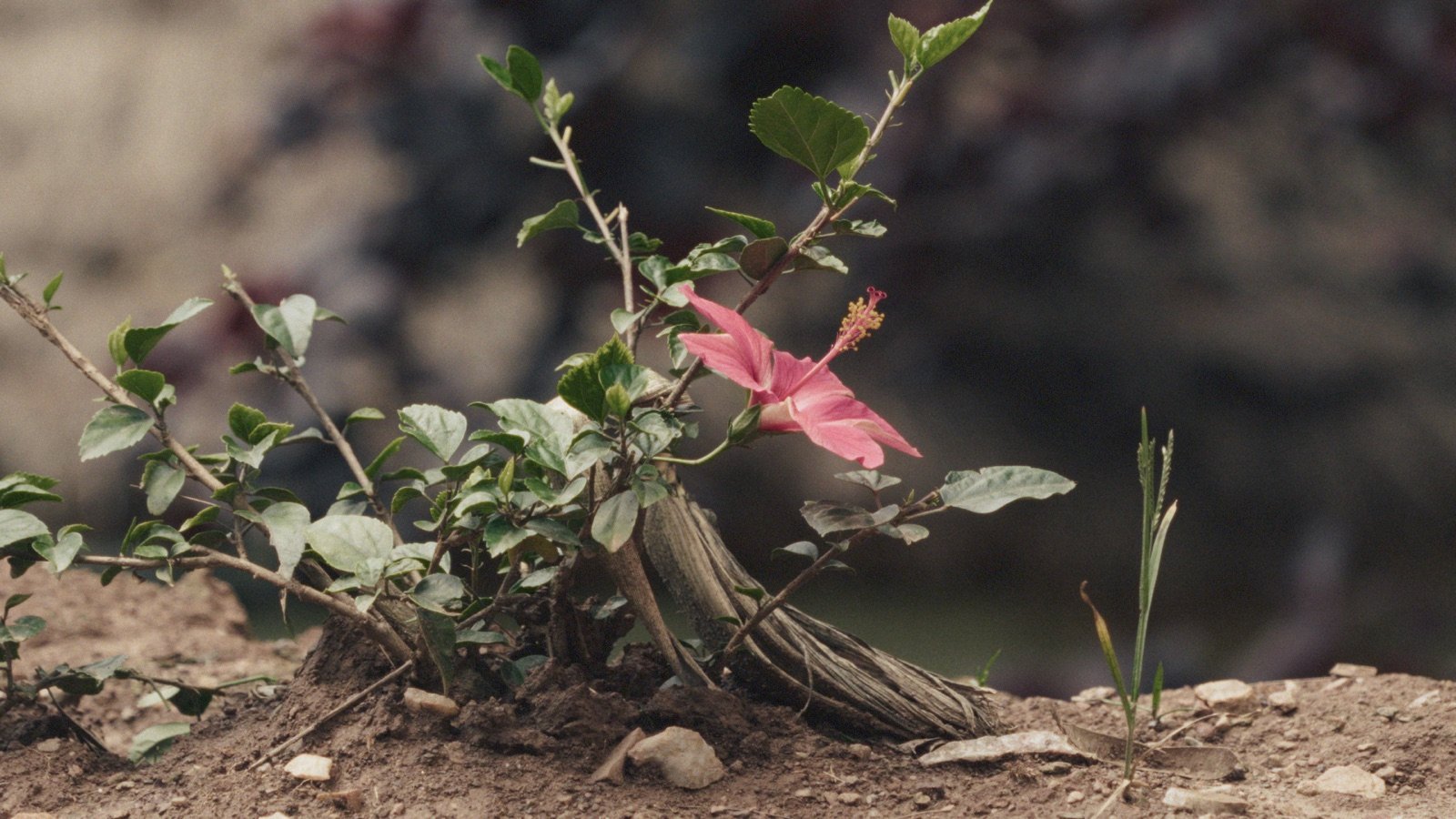 Fleur d'hibiscus poussant dans une terre aride, image tirée du film KUBANA