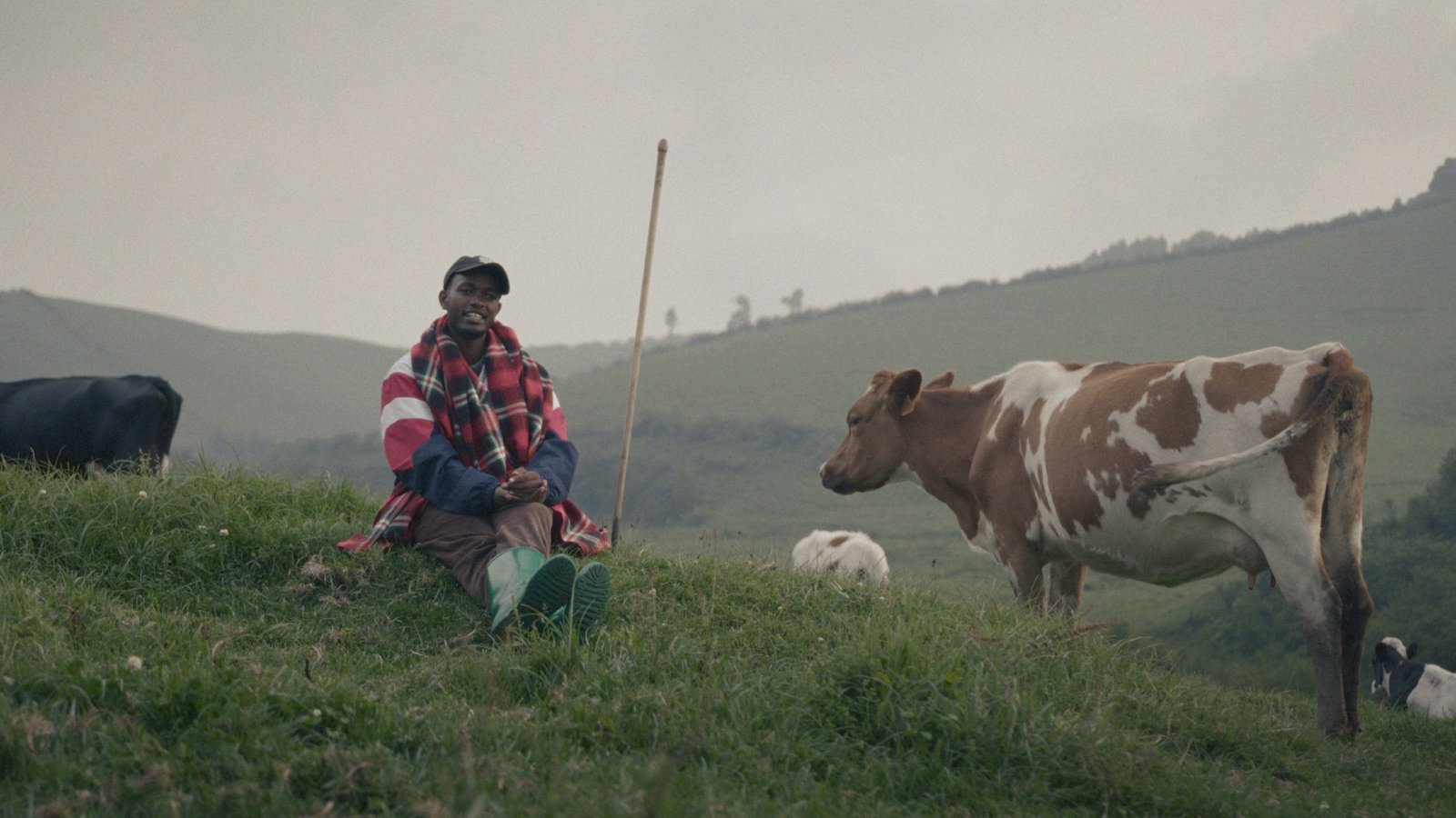 King Ngabo avec du bétail dans les collines du Rwanda, image tirée du film KUBANA